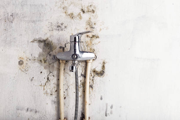 Best Residential Mold Remediation in Arcade, GA