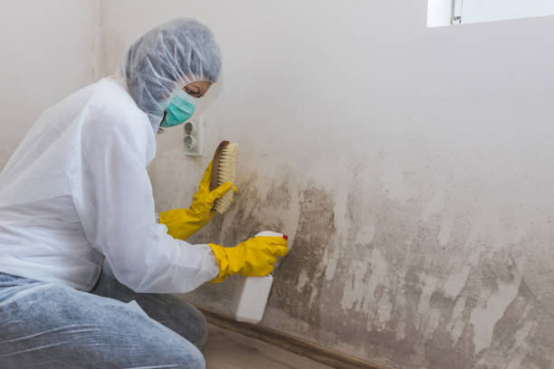 Best Industrial Mold Remediation in Arcade, GA