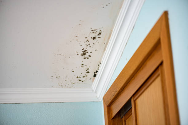 Best Basement Mold Remediation in Arcade, GA