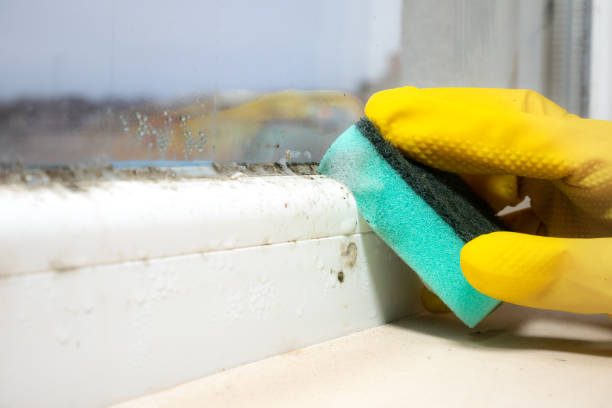 Best Commercial Mold Remediation in Arcade, GA