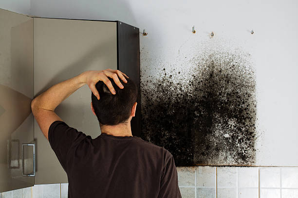 Professional Mold Remediation in Arcade, GA