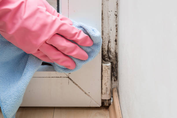 Best Bathroom Mold Remediation in Arcade, GA