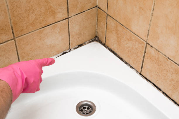 Best Black Mold Remediation in Arcade, GA
